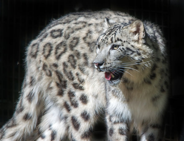 2. Snow leopard (SX 60)...