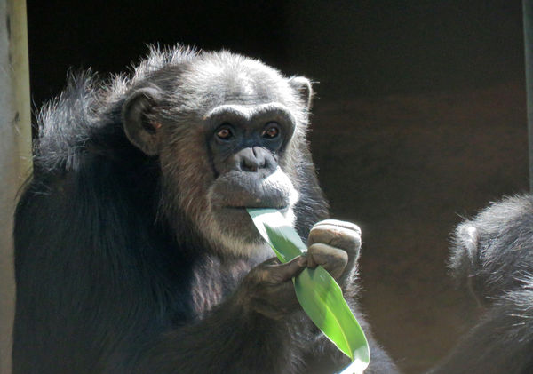 4. A chimp enjoys a yummy leaf (SX 60)...