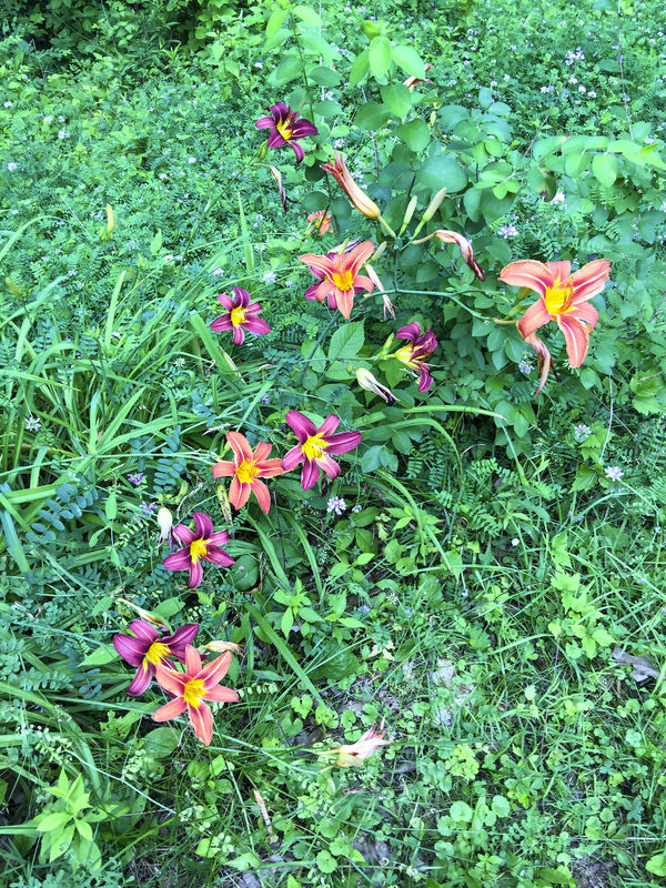 Wild flowers in the yard...