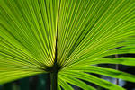 I love the way the light made this palm in my yard...