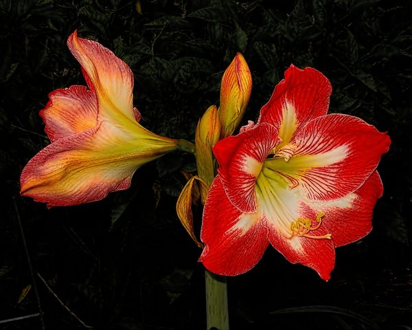 topaz simplify vs impression topaz simplify vs impression