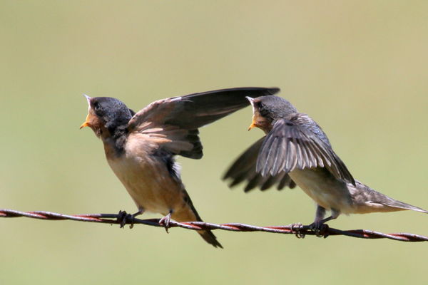 Barn Swallows...