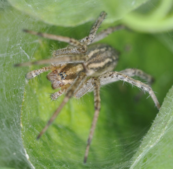 Female Desert Grass spider (Agelenopsis aperta), a...