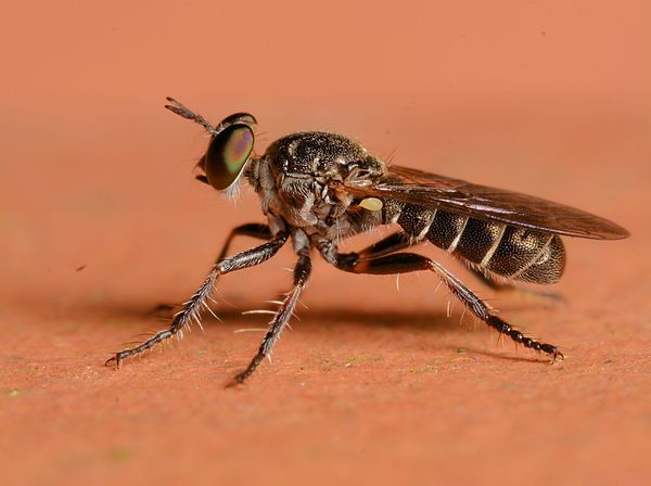 little robber fly,these guys are always upside dow...