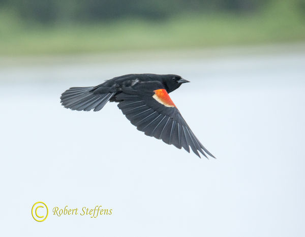 Red-wing Black bird...