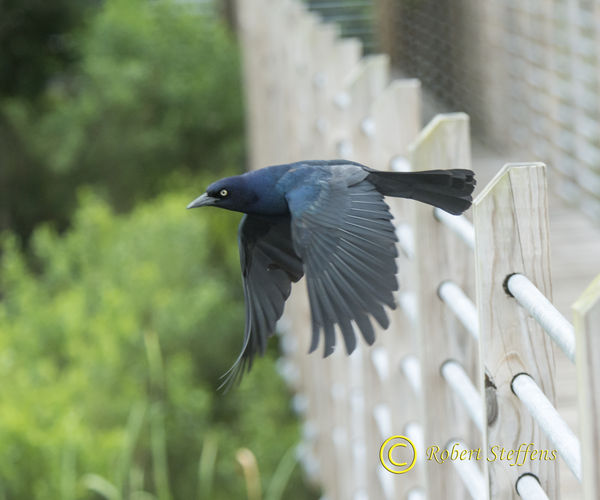 Boat-tailed grackle...