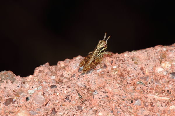 baby grasshopper...