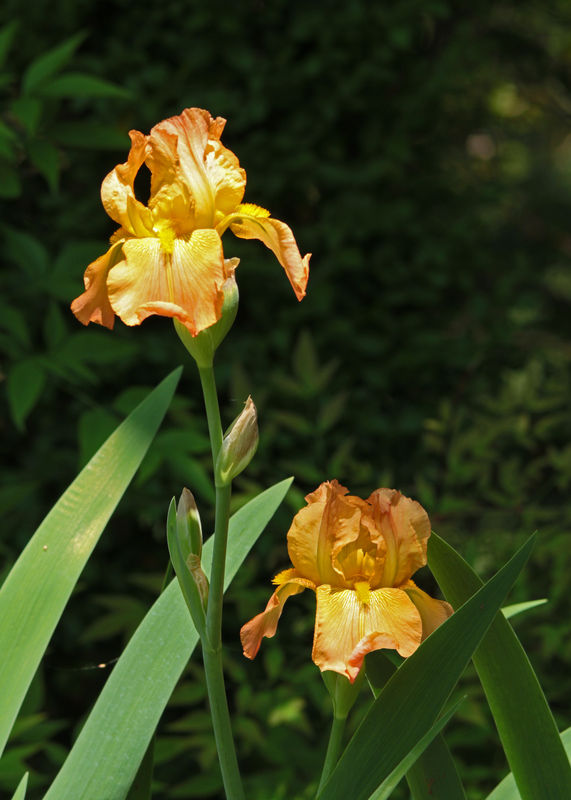 Irises - past the peak but continuing to bloom...