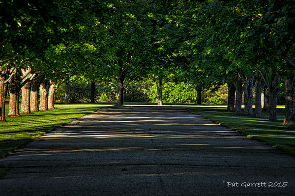 A tree lined path in evening sun...