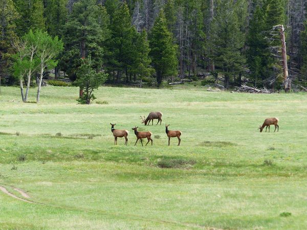 Upper Beaver Meadow Elk...