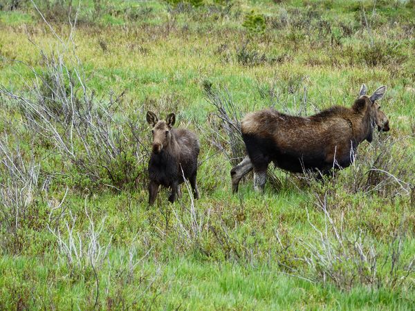 Mama moose and yearling...