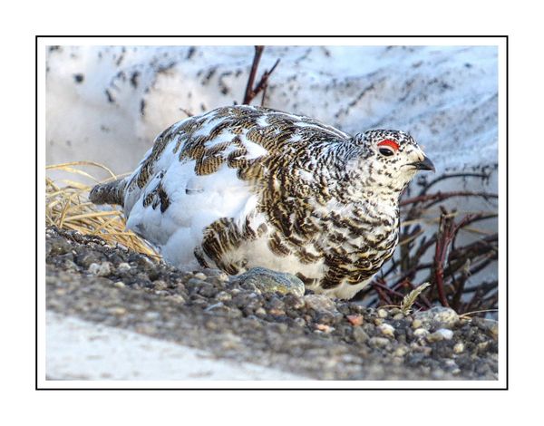 Male White-tailed Ptarmigan~this was a first for m...