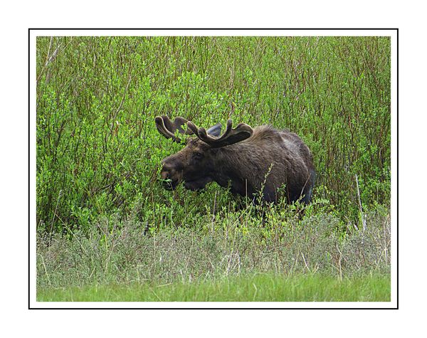 Another first for me. A bull Moose right near the ...