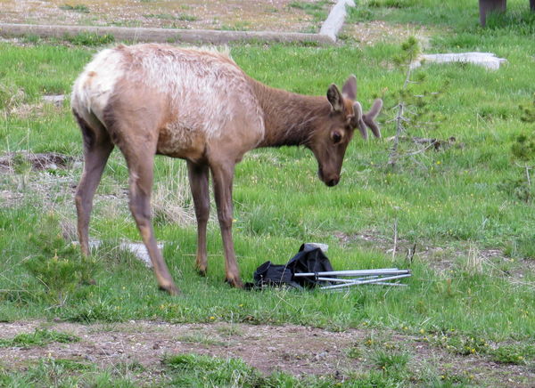 So we noticed this young Elk was playing with a fo...