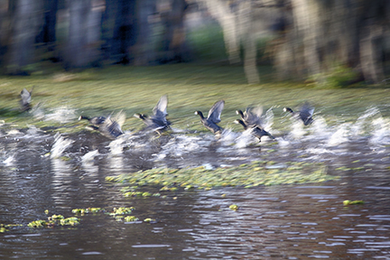 Blurred by movement of the ducks...