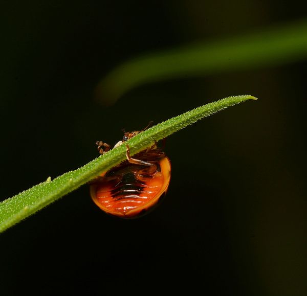 ladybug...