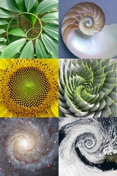 Plants N Universe...