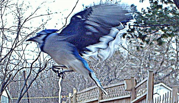 Blue Jay...