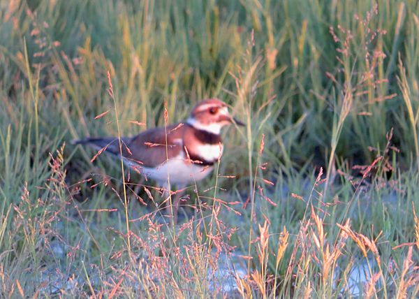 Killdeer is blurred in the background...