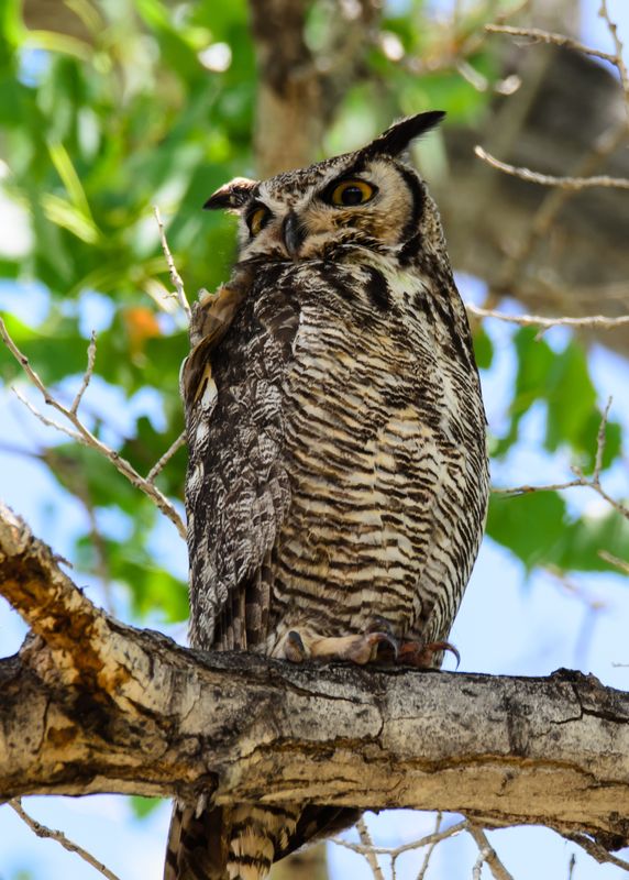 Great horned owl...