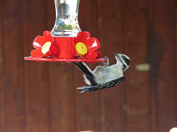 Male downey woodpecker (imitating a hummingbird)...