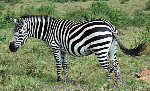 Zebra - Soon to become a mom....