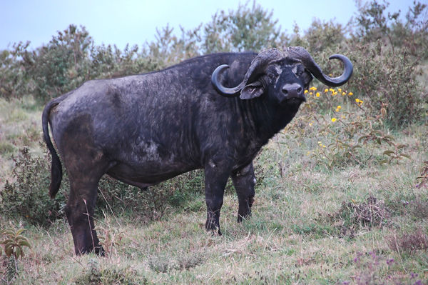 Buffalo bull....