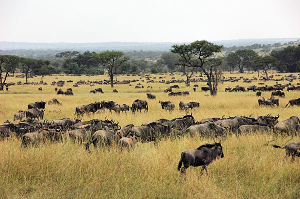 Wildebeest Migration - Tens of thousands to the ho...