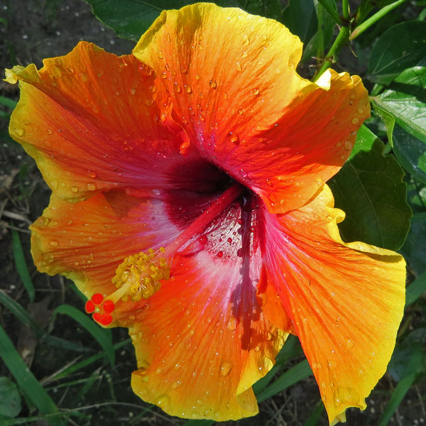 Fiesta Hibiscus - I am not getting the profusion o...