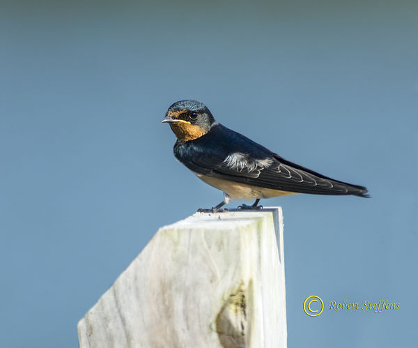 Barn Swallow - today...