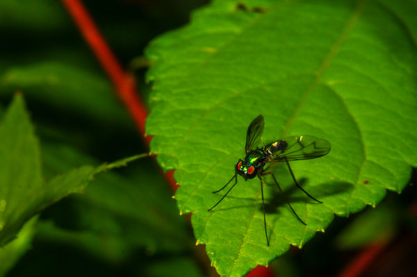A green long-legged fly, about 5-6mm in length....