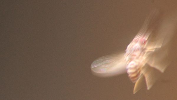 Bonus shot. BIF- bug in flight....