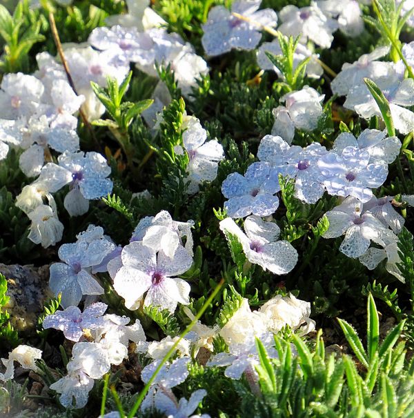 Alpine Phlox, these flowers are so tiny and are ab...