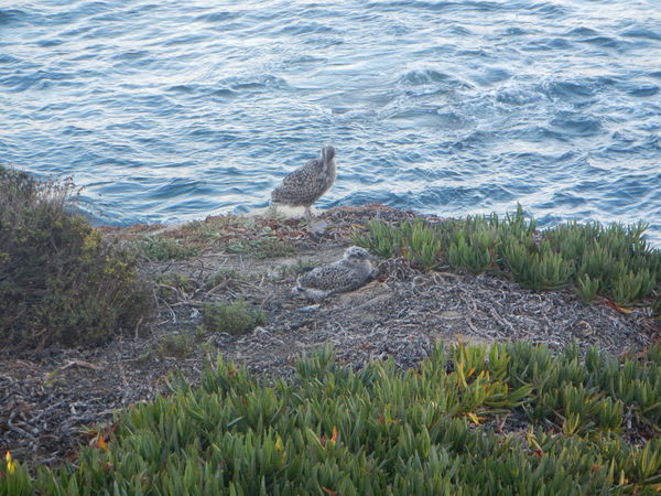 Baby Sea gulls 3 weeks old....