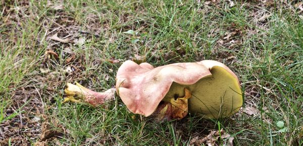 Interesting pinkish mushroom with a visitor...