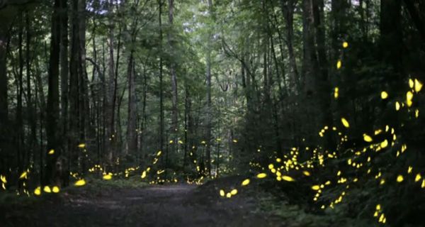 Synchronized Fireflies Great Smoky Mountains...