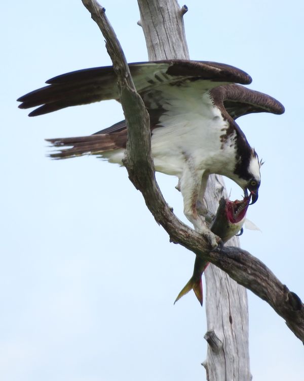 And here's hard-working daddy osprey preparing the...