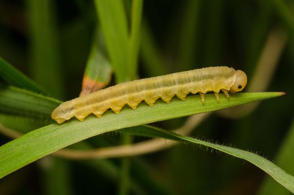 Caterpillar of The Herald moth...