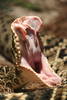 It's a Jungle out there. Eastern diamondback rattl...