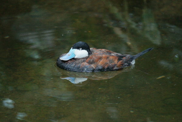 Duck with Blue Bill...