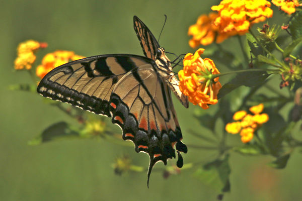 Eastern Tiger Swallowtail - I think...