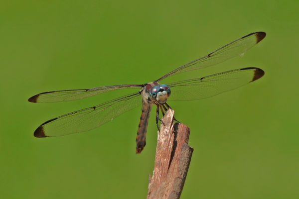 Blue Dasher - maybe?...
