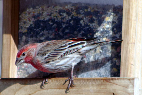 house finch at 50'...