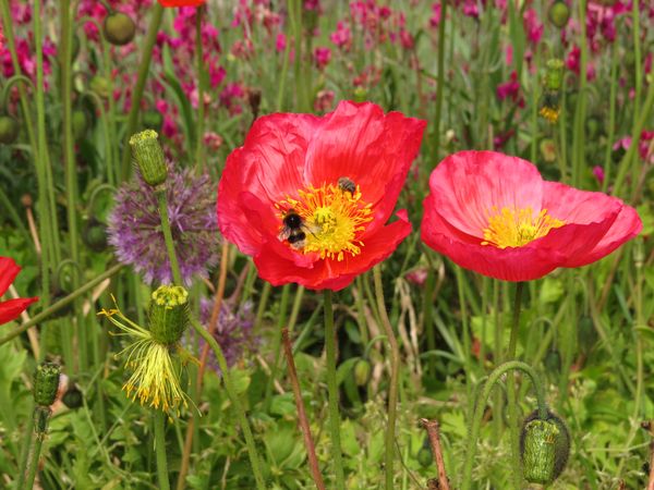 More poppies...