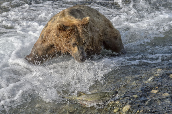 Fish swam a ground trying to avoid the bear...