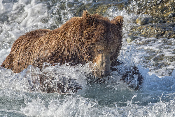 Business end of an Alaskan brown bear...
