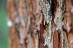Sap dripping on some bark in the woods...