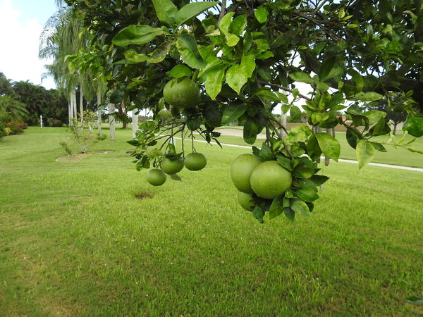 The grapefruits are getting larger (Pink Centers)...