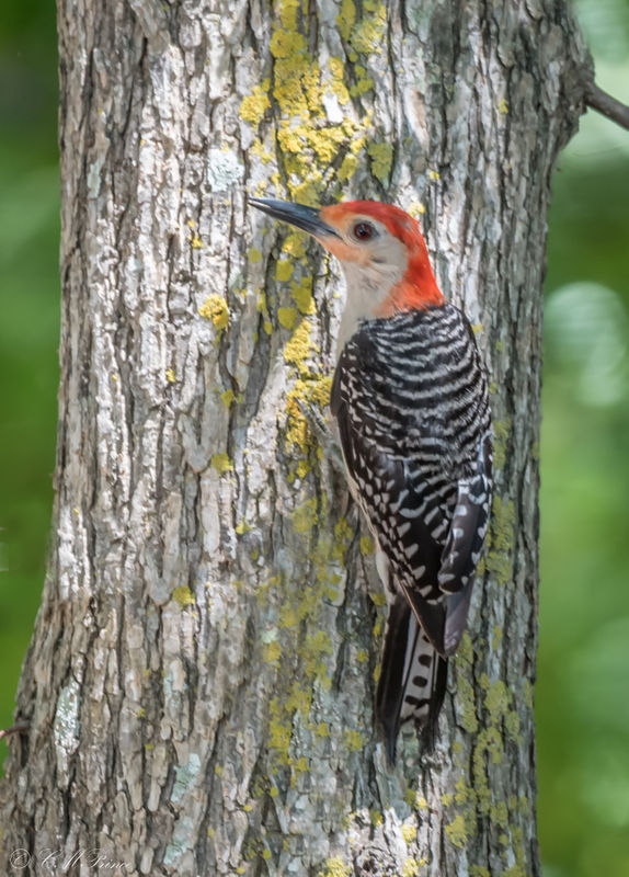 Red-belted Woodpecker...