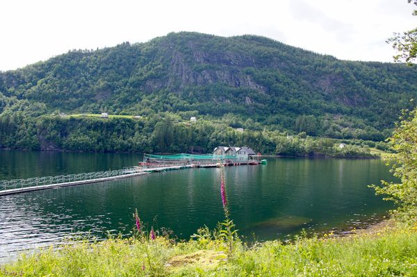 Salmon farm in the fjord...